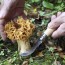 Mushroom knife n°8 stainless steel blade with beech wood handle  